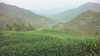 摔跤夜战：岭北银狐队绝杀西城猎隼队，速度优势明显中场绞杀压制对手的简单介绍